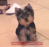 teacup yorkie